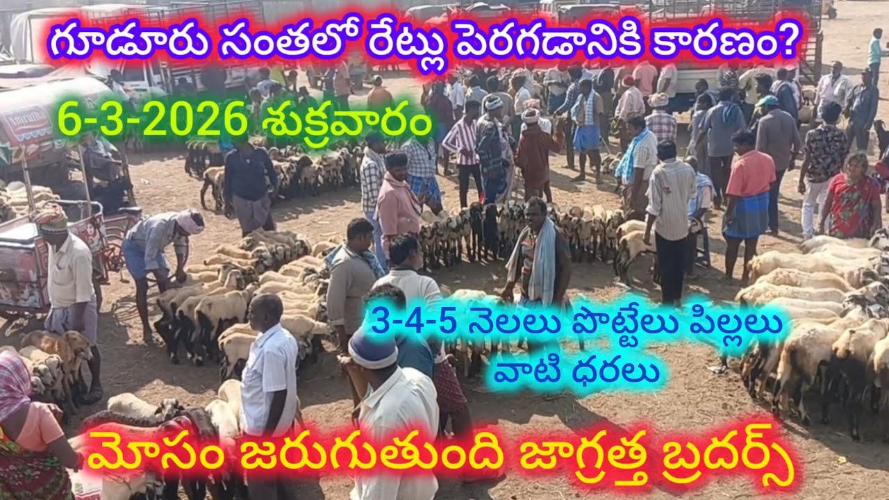 గూడూరు సంతలో మోసం పోతున్నారు జాగ్రత్త బ్రదర్స్#gudur sheep goats market 6-3-2026
