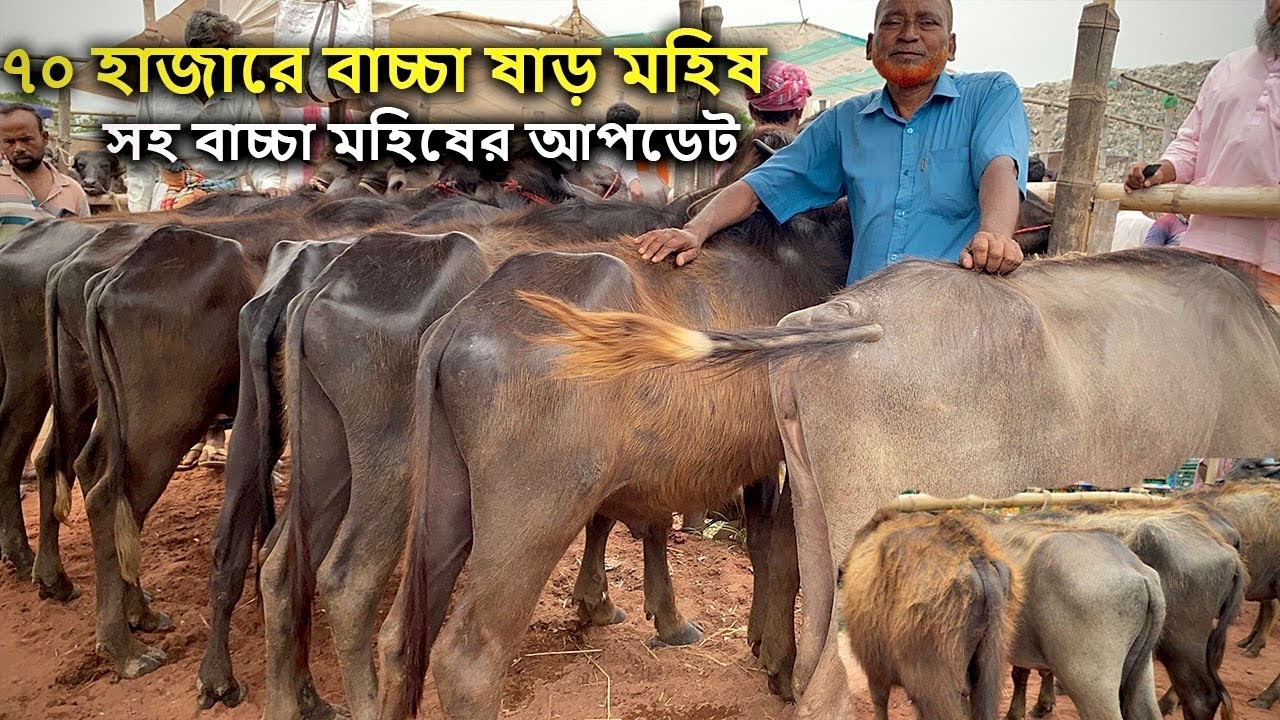 বাচ্চা মহিষের বাজার দর ২০২৫ | সিটি হাট রাজশাহী