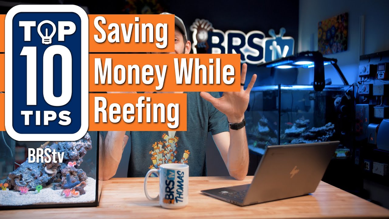 Is Keeping a Saltwater Aquarium Expensive? With a Little Help From Thomas It Doesn't Have to Be!