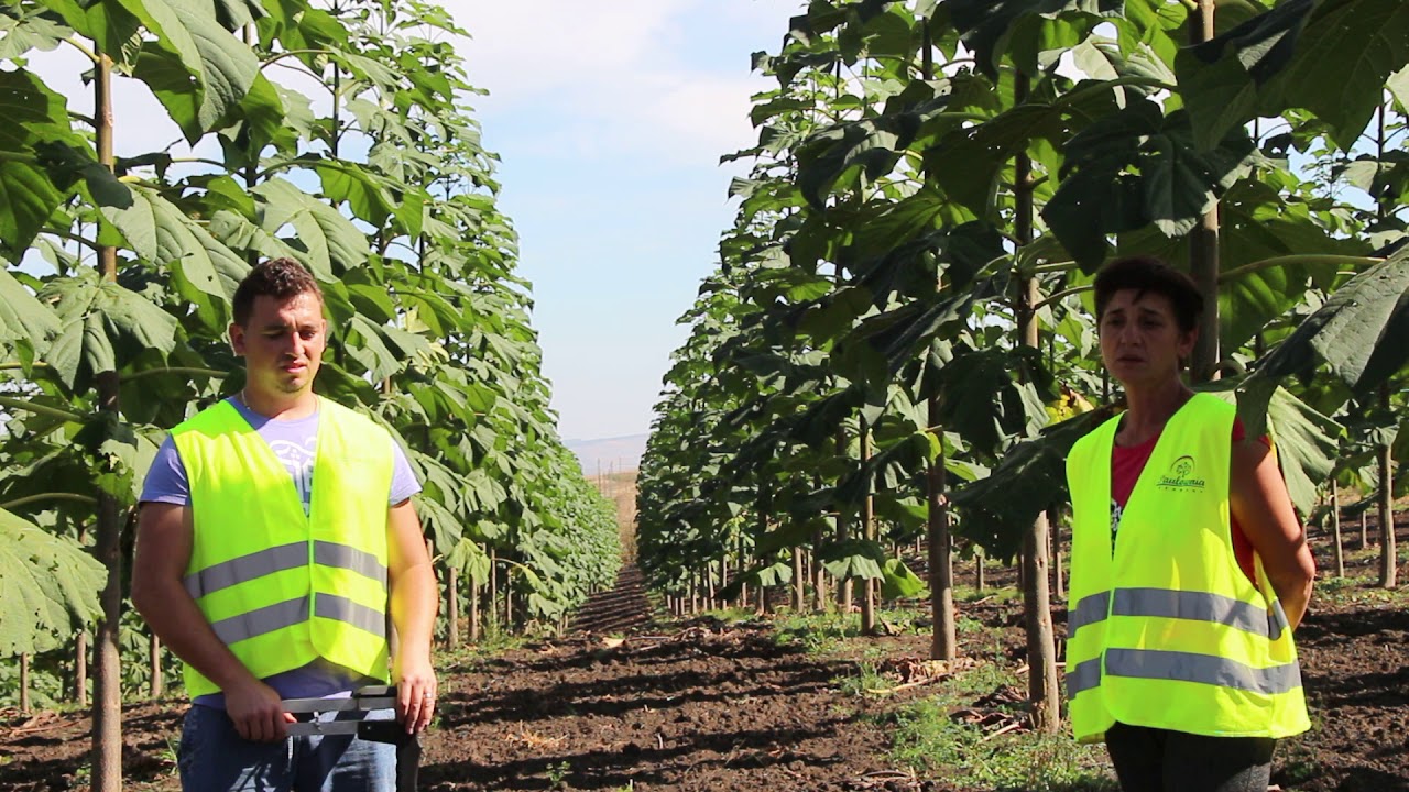 Paulownia in Romania in 2018!