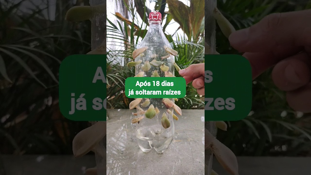 #diy - BER&Ccedil;&Aacute;RIO VERTICAL para SUCULENTAS feito com GARRAFA PET! #garrafapet #suculentas #jardim