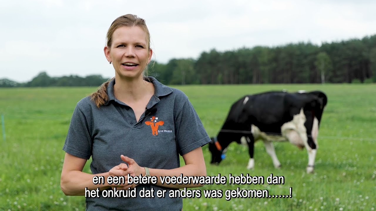 'Meer eiwit uit kruidenrijk grasland' - Ervaringen van Erve Mentink met graslandkruiden | LG Seeds