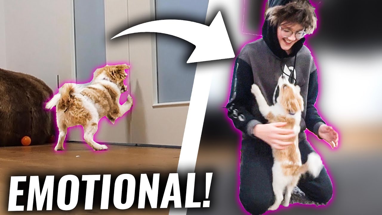 Mein HUND sieht mich nach EWIGKEIT wieder!