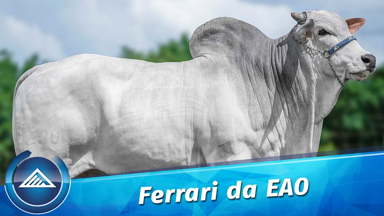 Ferrari FIV da EAO