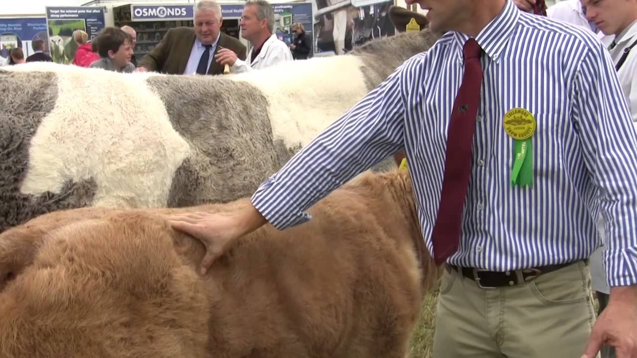 Tullamore show: Judging commercial cattle