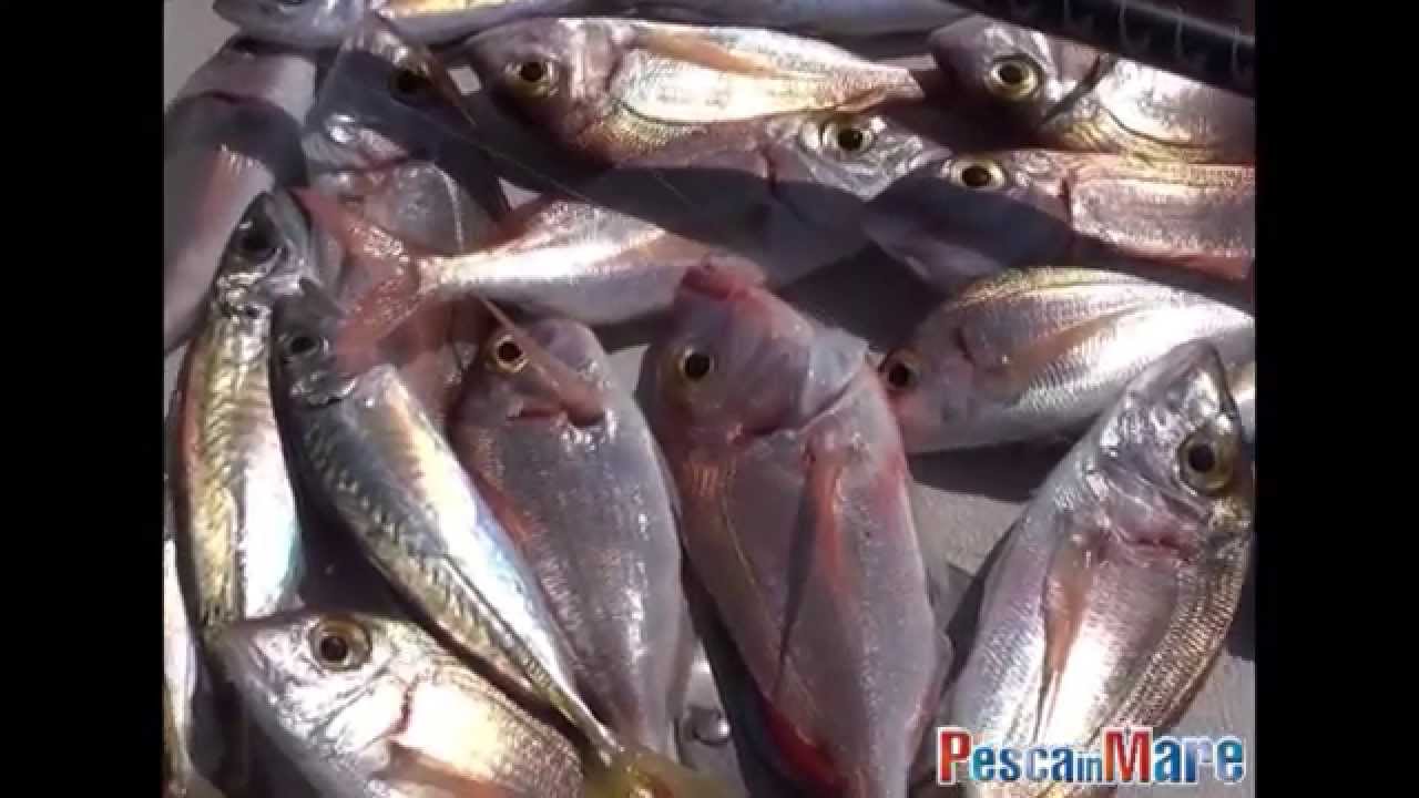 Pesca in Mare in Video con Francesco Martelli