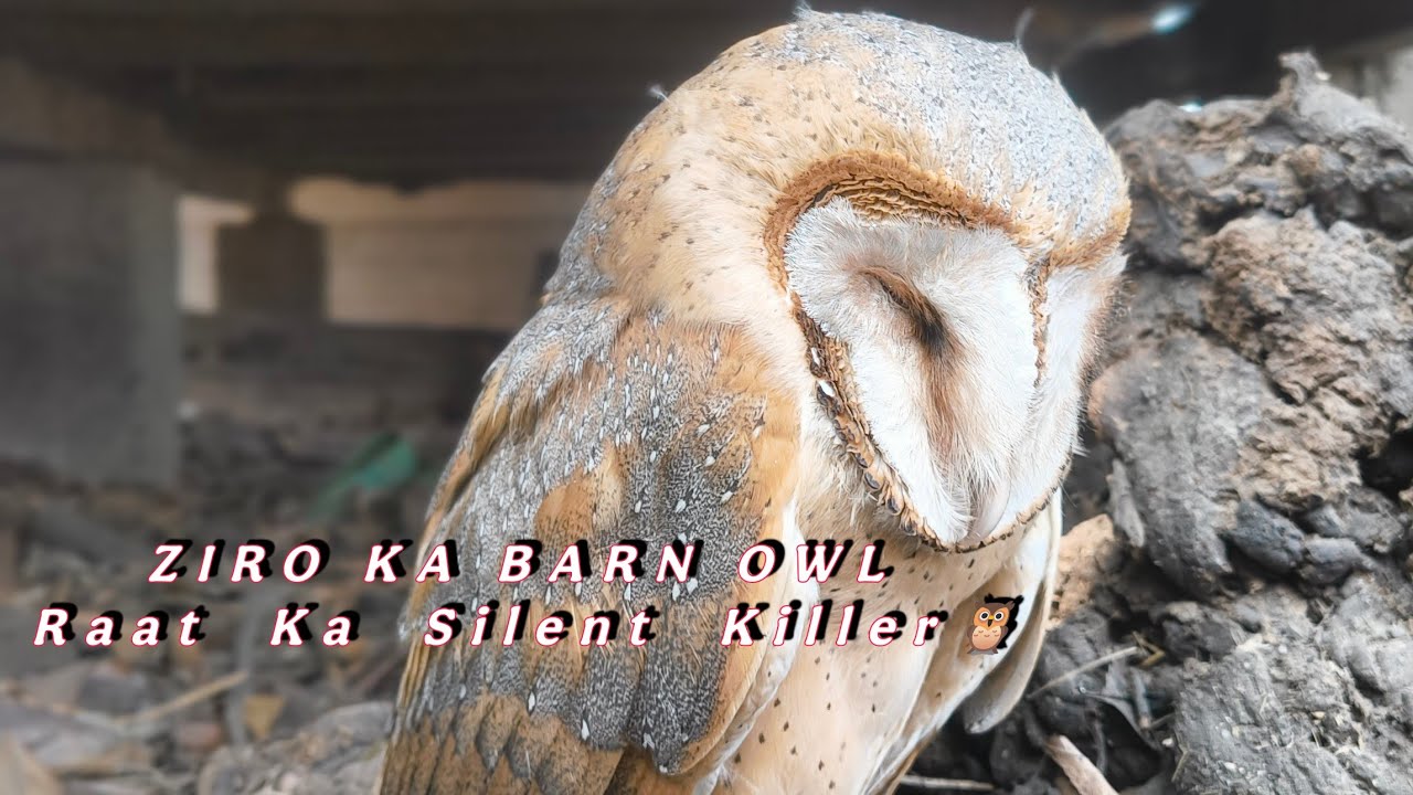 🦉 The Silent Killer of the Night – Barn Owl