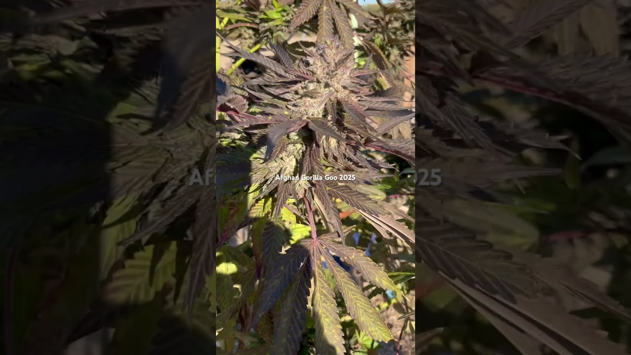 Afghan gorilla goo kush