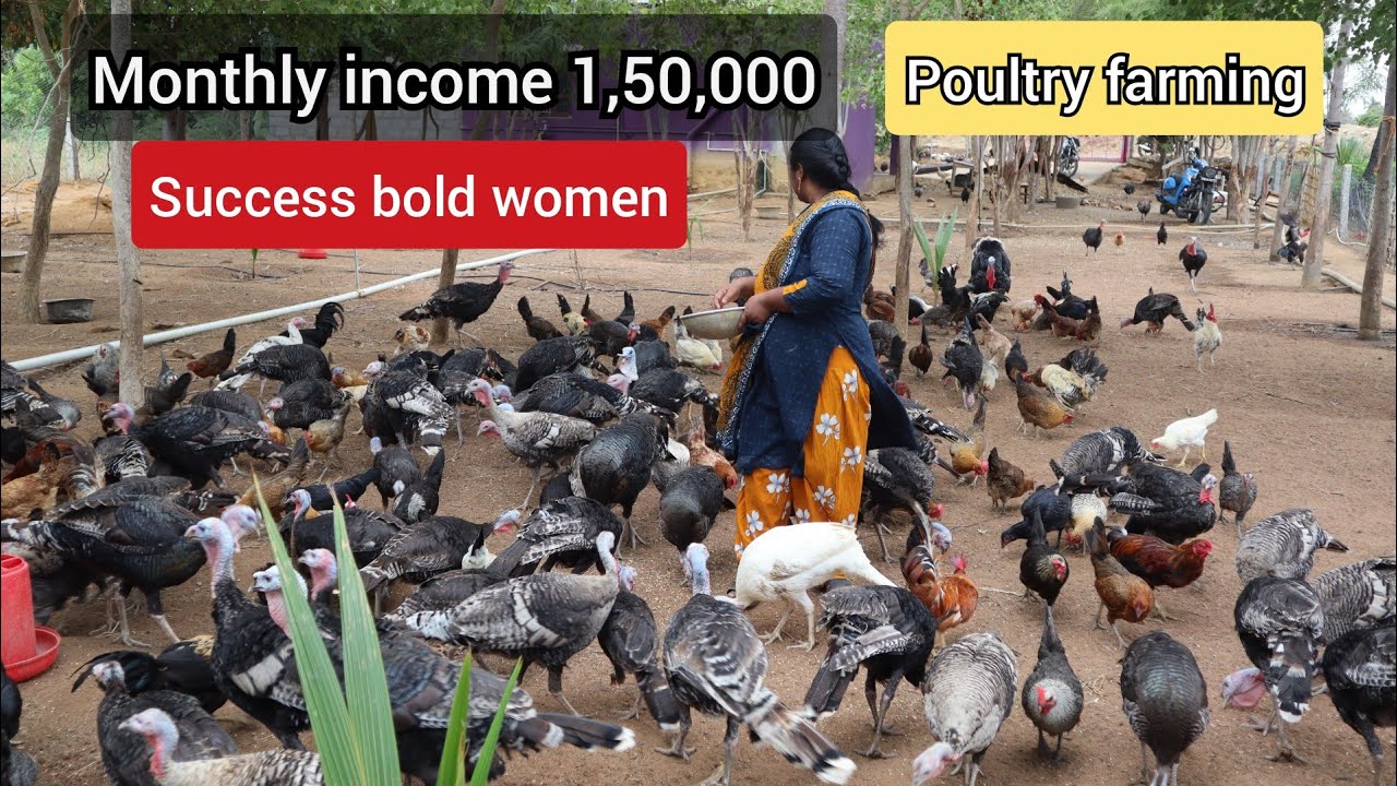 வான்கோழி வளர்ப்பில் அதிக லாபம் ஈட்டி வரும் இல்லத்தரசி! door delivery -Raja Bhagya chicken sheep farm