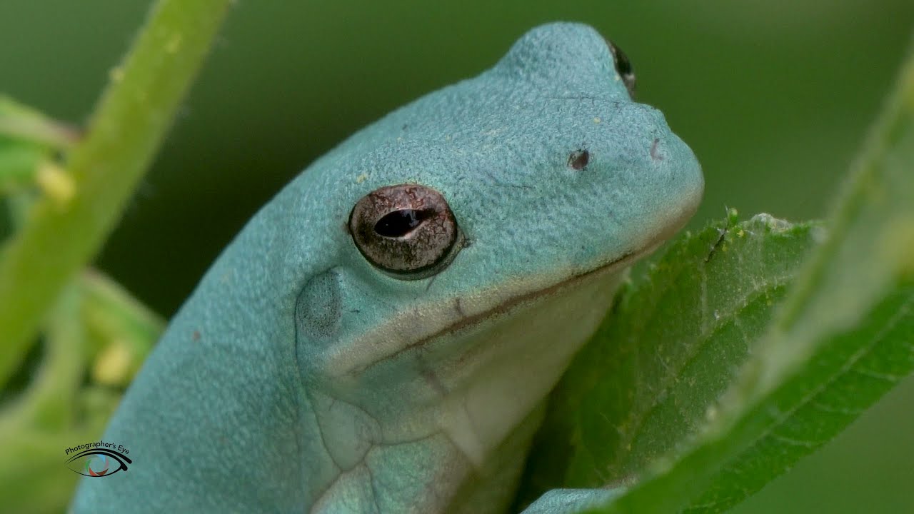 Blue - Green Tree Frog