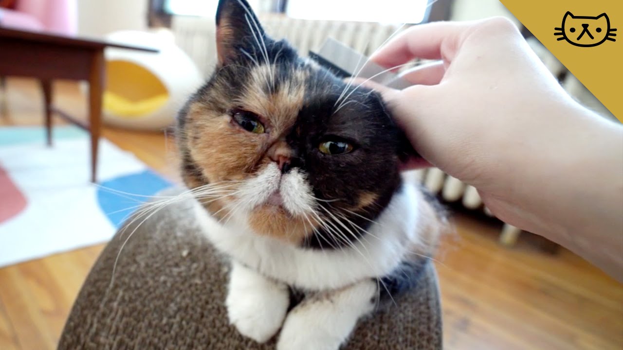 You Can Brush Pudge!
