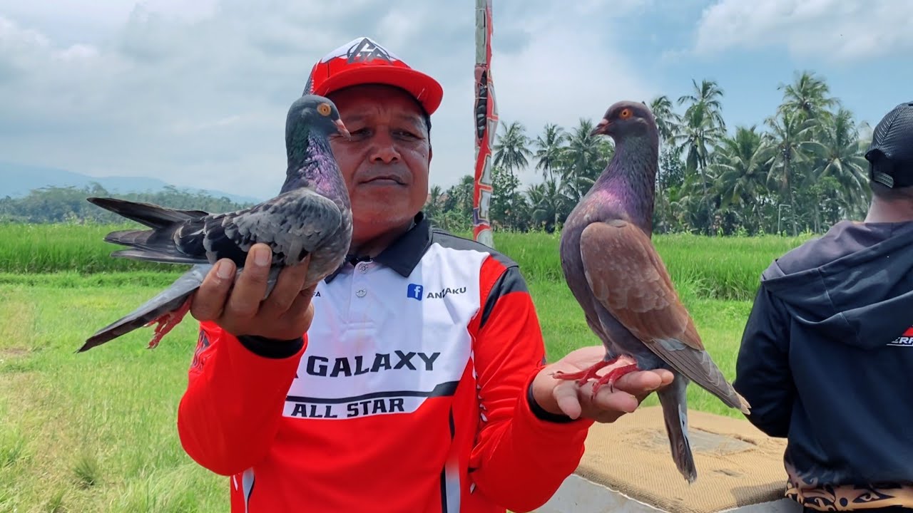 MERPATI SEKOLAH LATIHAN GANDENG