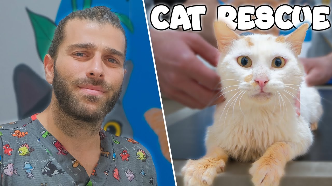 Бедный кот потерял зубы! (У кота была серьезная инфекция во рту!)