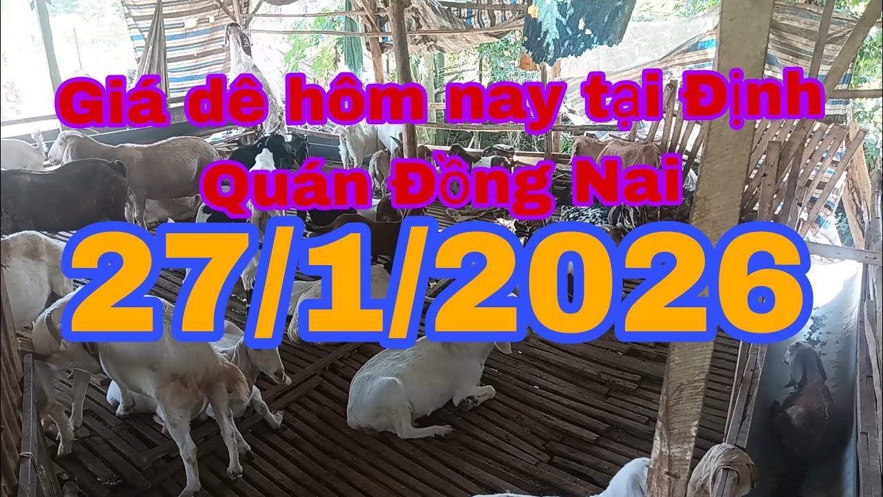 Giá dê hôm nay tại Định Quán Đông Nai 27/1/2026- Ù sáng nuôi dê