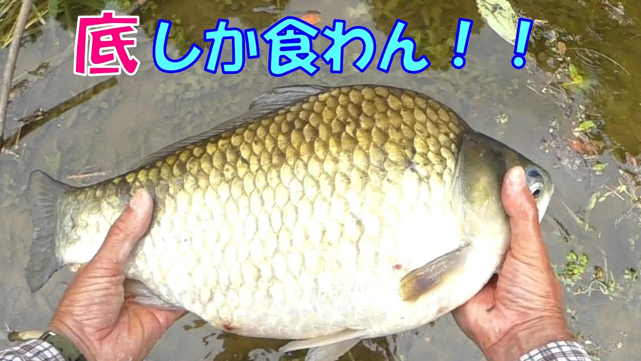 透明度が高く巨ベラに見切られるヘラ師［山田ダム編１８］