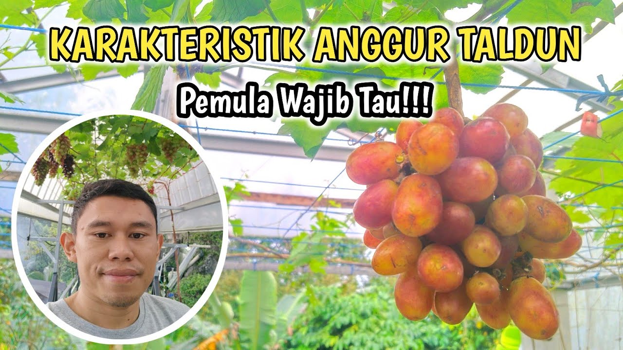 Cara Saya Membuahkan Anggur Taldun‼️Valid No Debat✅