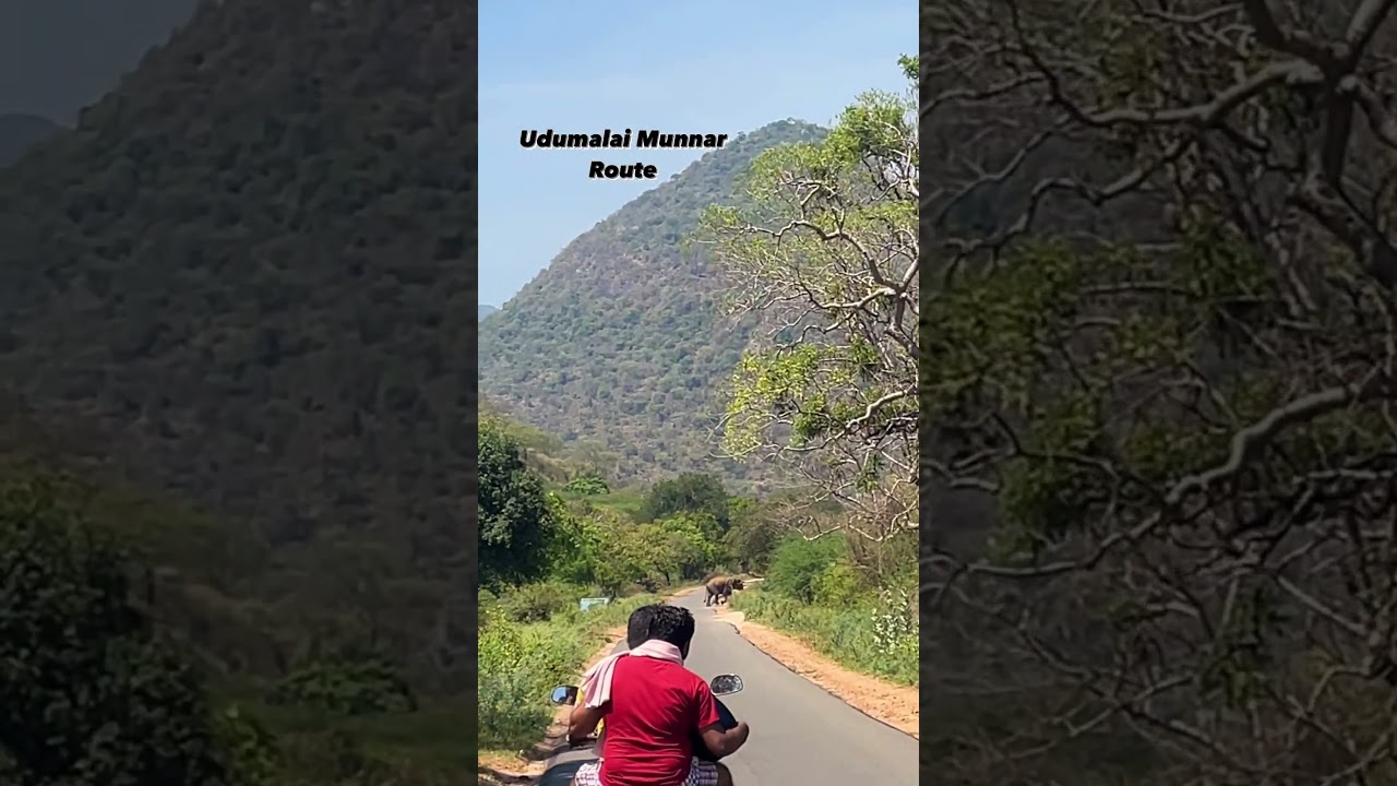 Elephant's Home🦣Udumalai to Munnar road... #udumalaipet  #munnar
