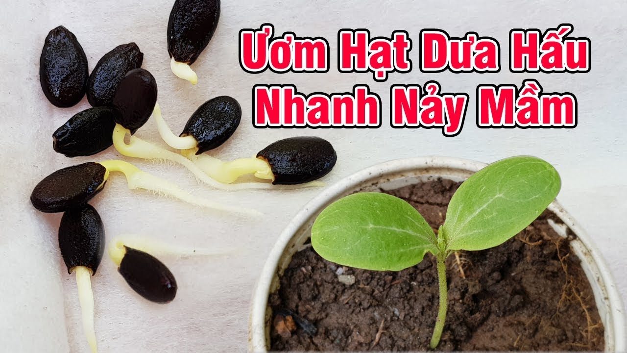Ươm hạt dưa hấu nhanh nẩy mầm bằng cách tách đầu hạt