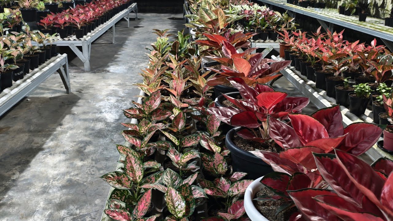 Tanaman Hias aglonema