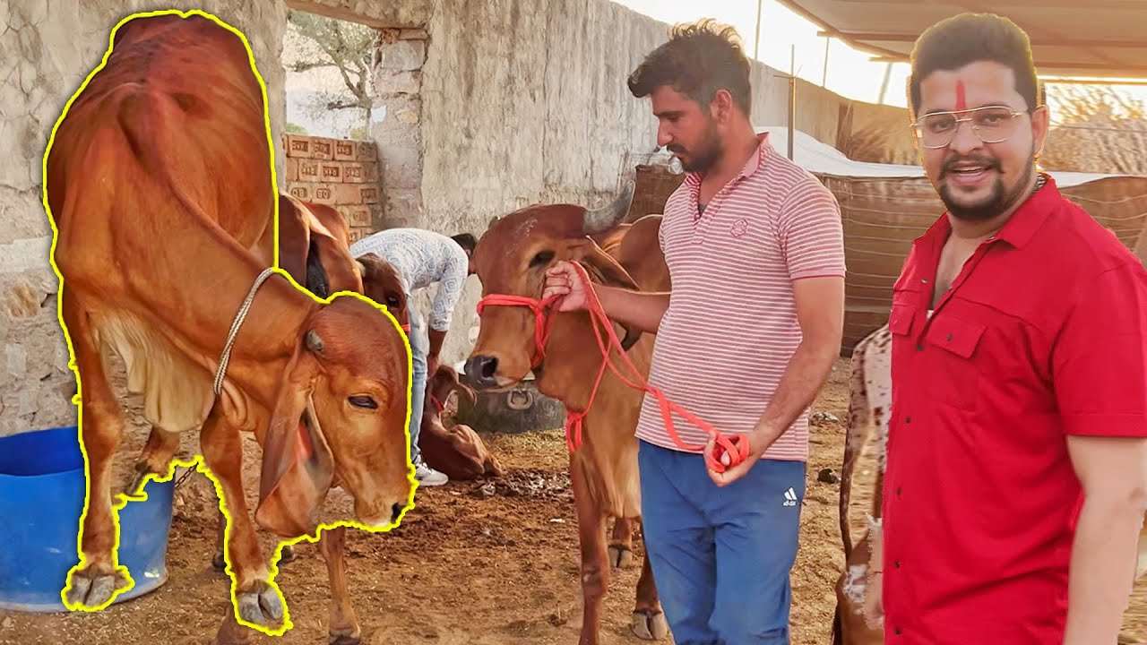 नई गाय से पहले क्यू लेली ये चंचल गिर बछड़ी 😱😱😱 #baawalechorevlogs #newcow #newgircow #newcowvlog