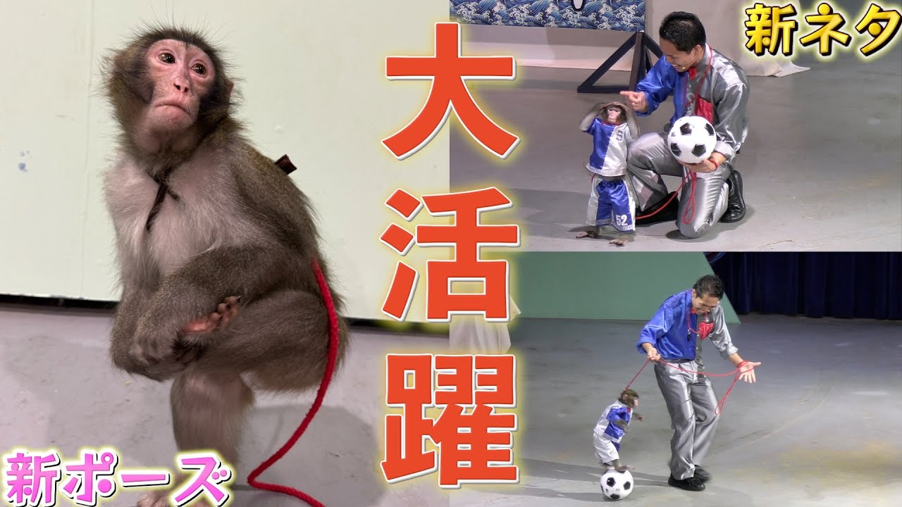 【昨年は脇役、今年は主役級！】２歳の子猿がステージを沸かす！