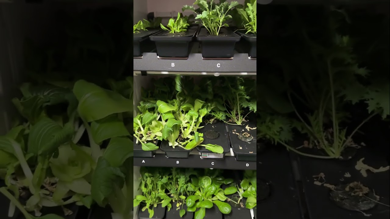 The AGWA System, AI-powered Hydroponics. Required Water, Electricity, and Wi-Fi. #AGWA #hydroponics
