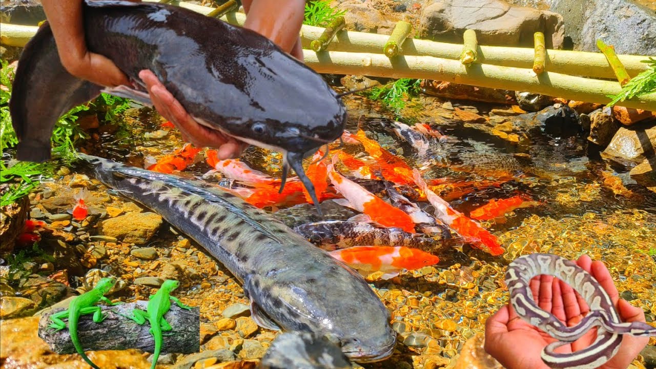 Amazing! Caught a lot of ornamental fish, there are big catfish, snakehead fish, snakehead fish