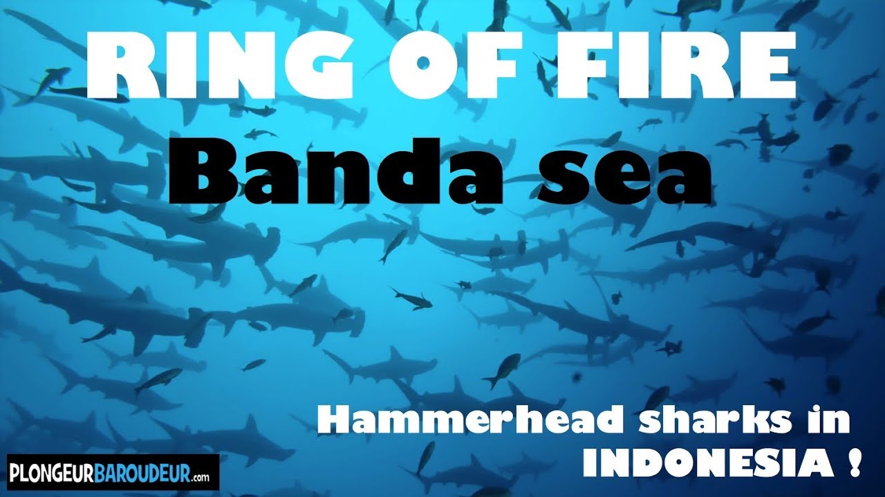 Diving the RING OF FIRE, banda sea, hammerhead sharks, INDONESIA - Plongée mer de banda Indonésie