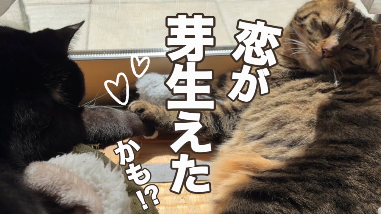 あ、恋が芽生えたかも
