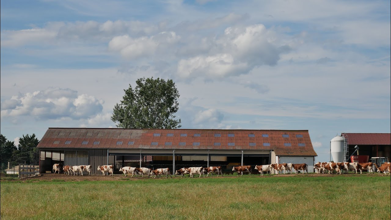 1 AN A LA FERME avec un éleveur laitier