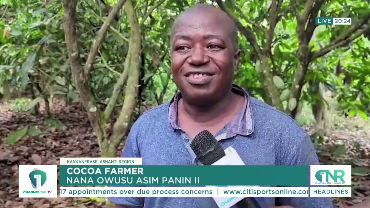 Farmers’ Outcry: Cocoa Payment Delays Spark Threats to Sell Farms