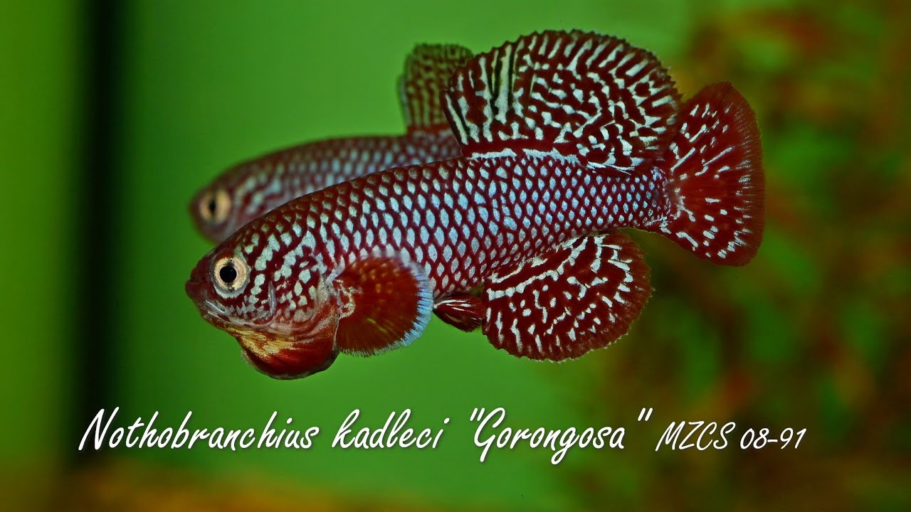 Nothobranchius kadleci Gorongosa MZCS 08 91