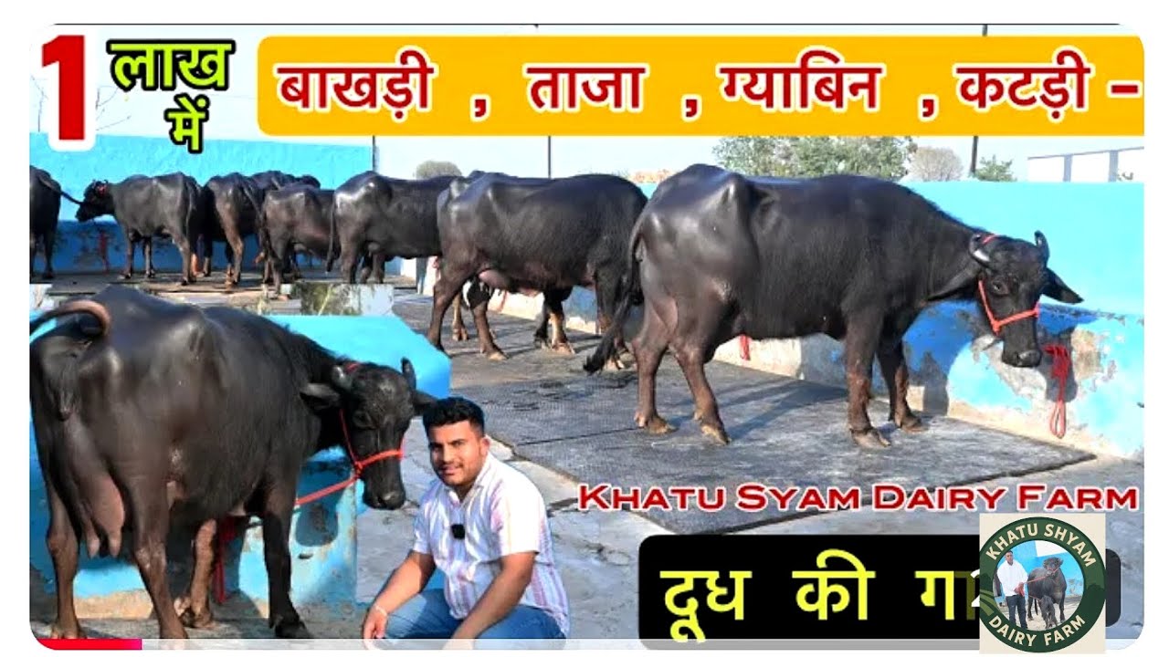 👍सस्ती भैंसे मिलेगी ☎️ 97295-99521  खाटू श्याम डेरी फॉर्म मिगनी खेड़ा हिसार हरियाणा 