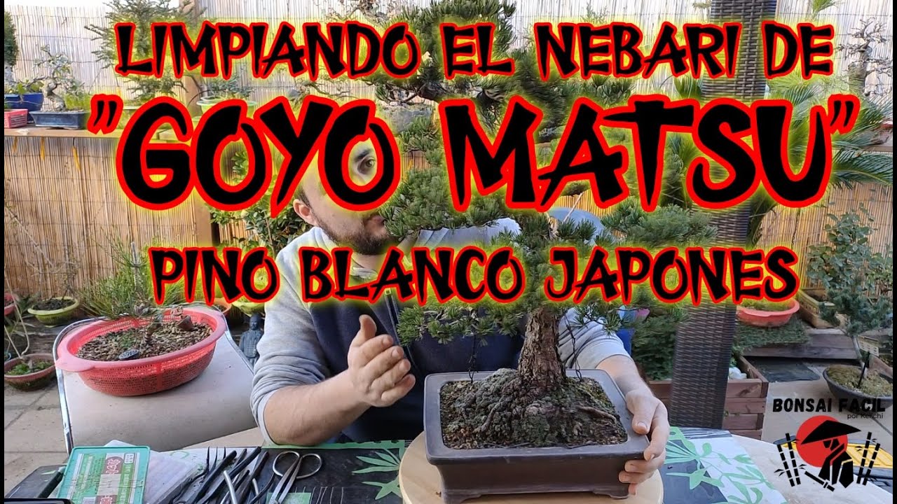 Bonsai GoyoMatsu limpiando el nebari