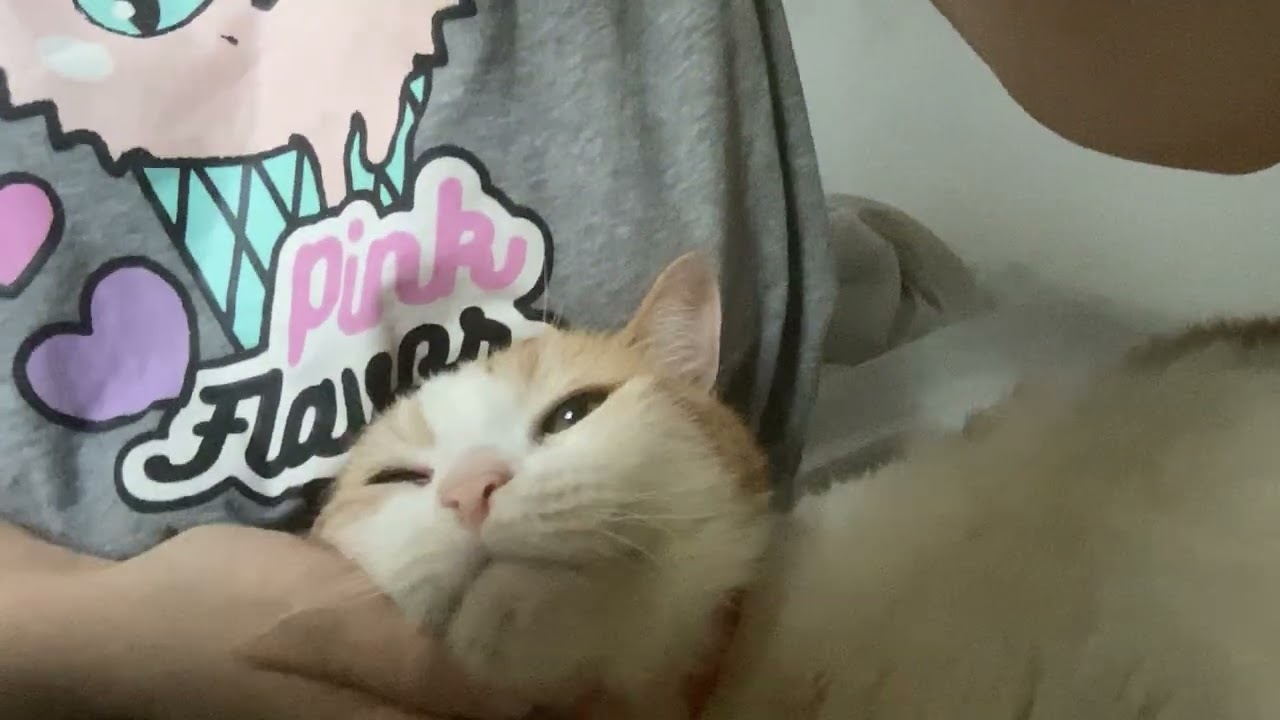 I need you to scratch me #shortvideo #cat