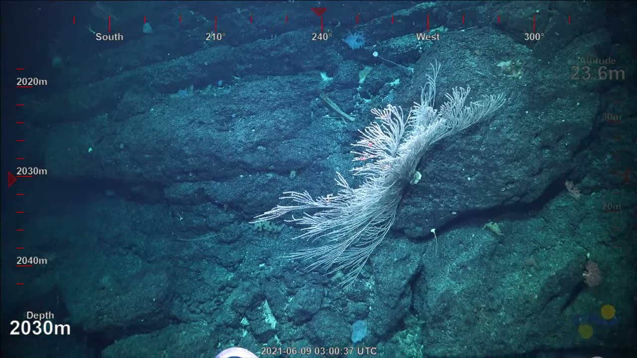 ROV Dive 419 - Seamount Exploration - World Ocean Day - Part 4