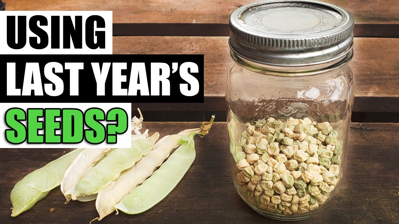 Using Last Years Seeds - Garden Quickie Episode 120