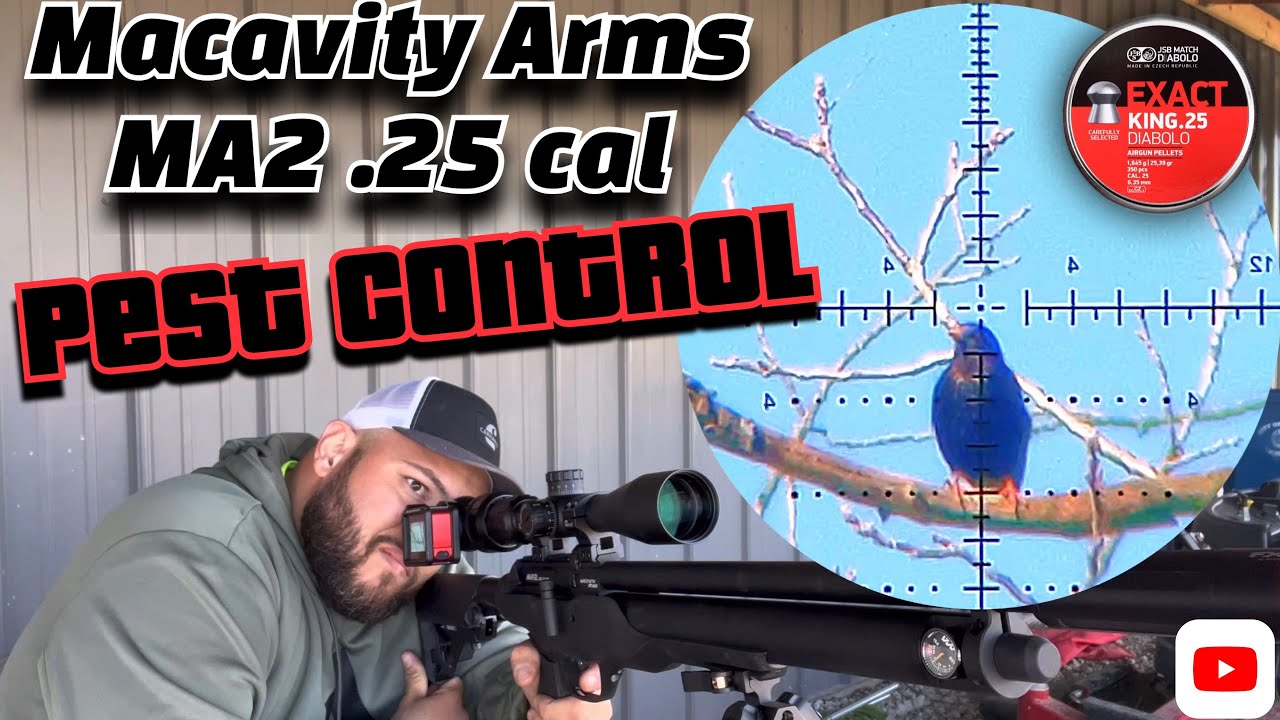Macavity Arms Pest Control