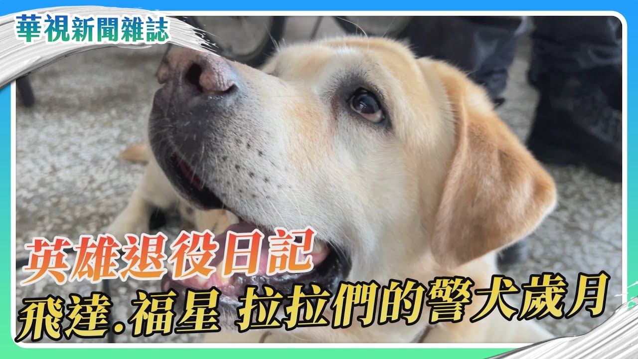 英雄退役日記 飛達.福星 拉拉們的警犬歲月｜記者 李婉婷 徐森城｜華視新聞雜誌｜EP2454單元2 2025.4.5