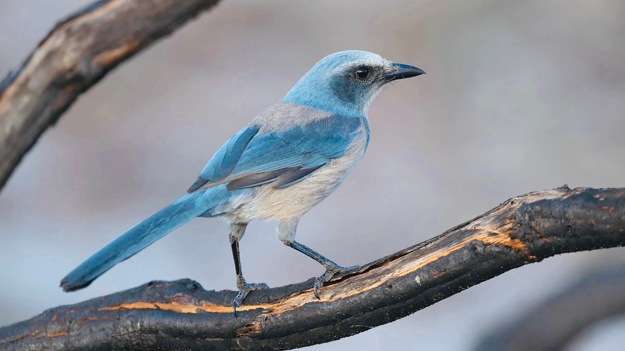 Florida Scrub Jay--Only in Florida, with Audrey deRose-Wilson