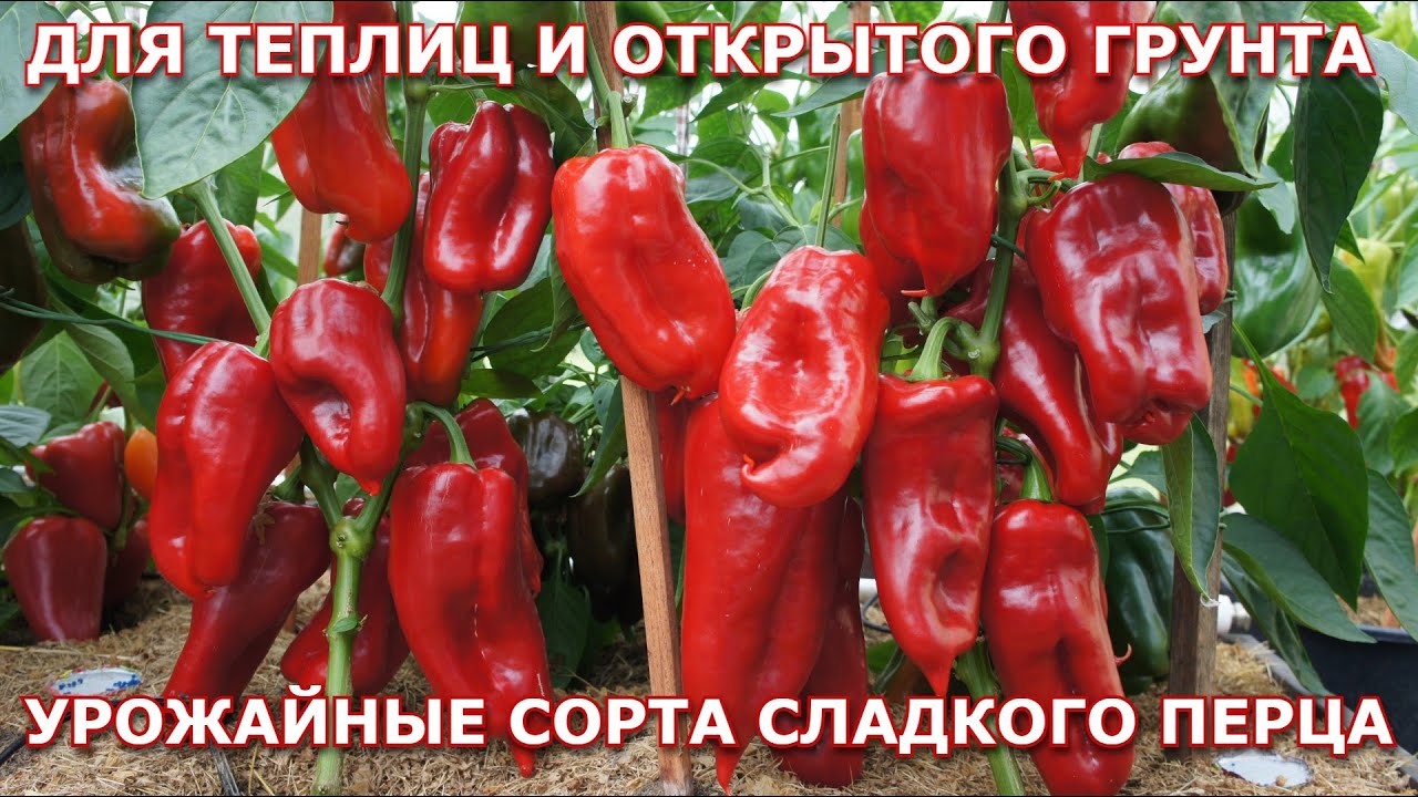 Урожайные сорта сладкого перца 2025 г