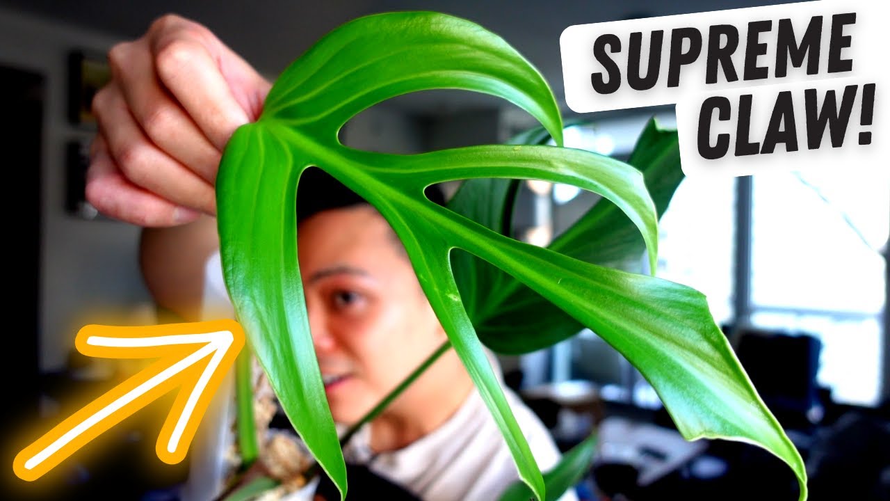Plant Chores 💚 Monstera Burle Marx Flame, Monstera Aurea propagation repot, moss poles, watering 🤩