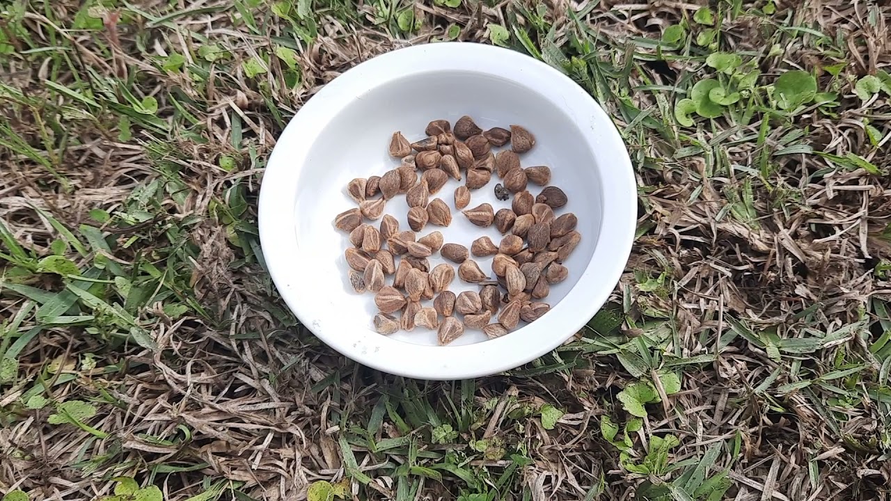 magical Hawaiian baby Woodrose seeds