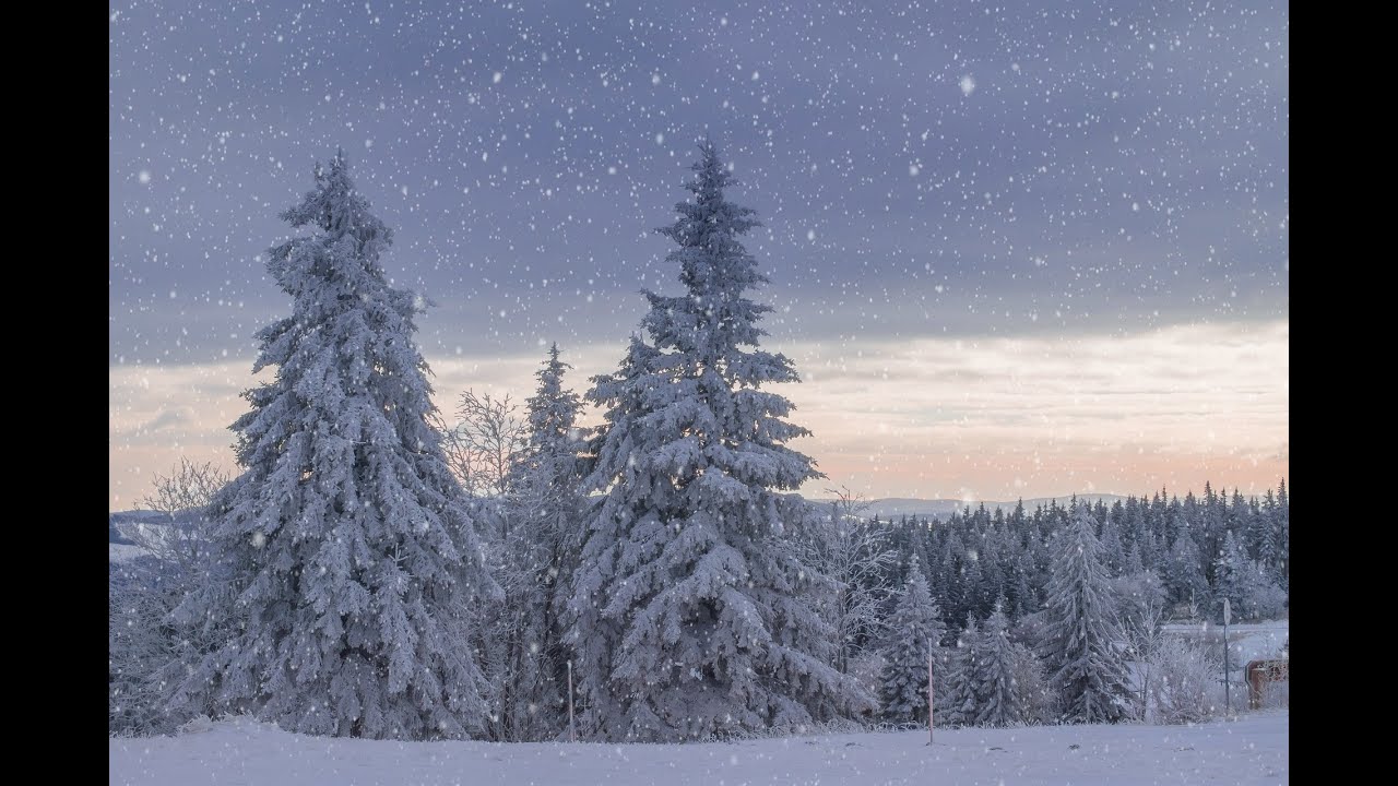 Stillness in a Winter Forest Meditation