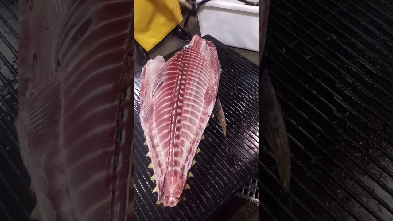 Fresh island fish. Filleting a extra large #1 ahi