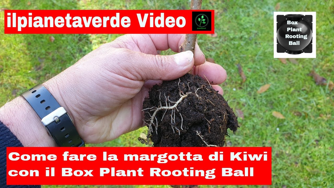 Come riprodurre con la margotta il Kiwi  ( Actinidia  ) con il Box Plant Rooting Ball