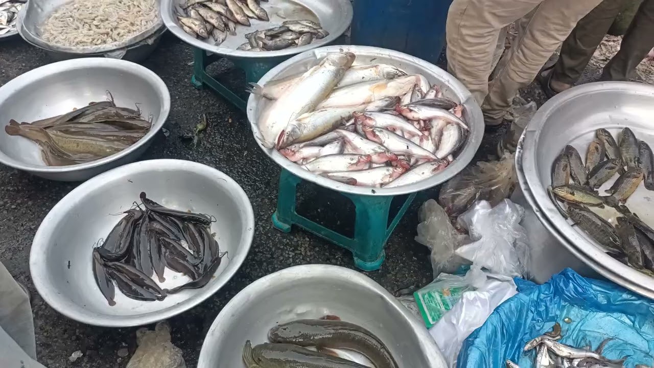 বেলজিয়াম হাঁস জোড়া ২৪০০, বাইলা মাছ ৪০০, পাঙ্গাস ১৮০,বড় শোল ৫৫০ টাকা. শোল মাছ নিয়ে নিলাম।