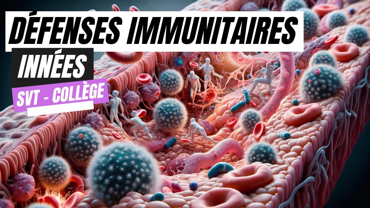 Les défenses immunitaires innées   SVT Collège