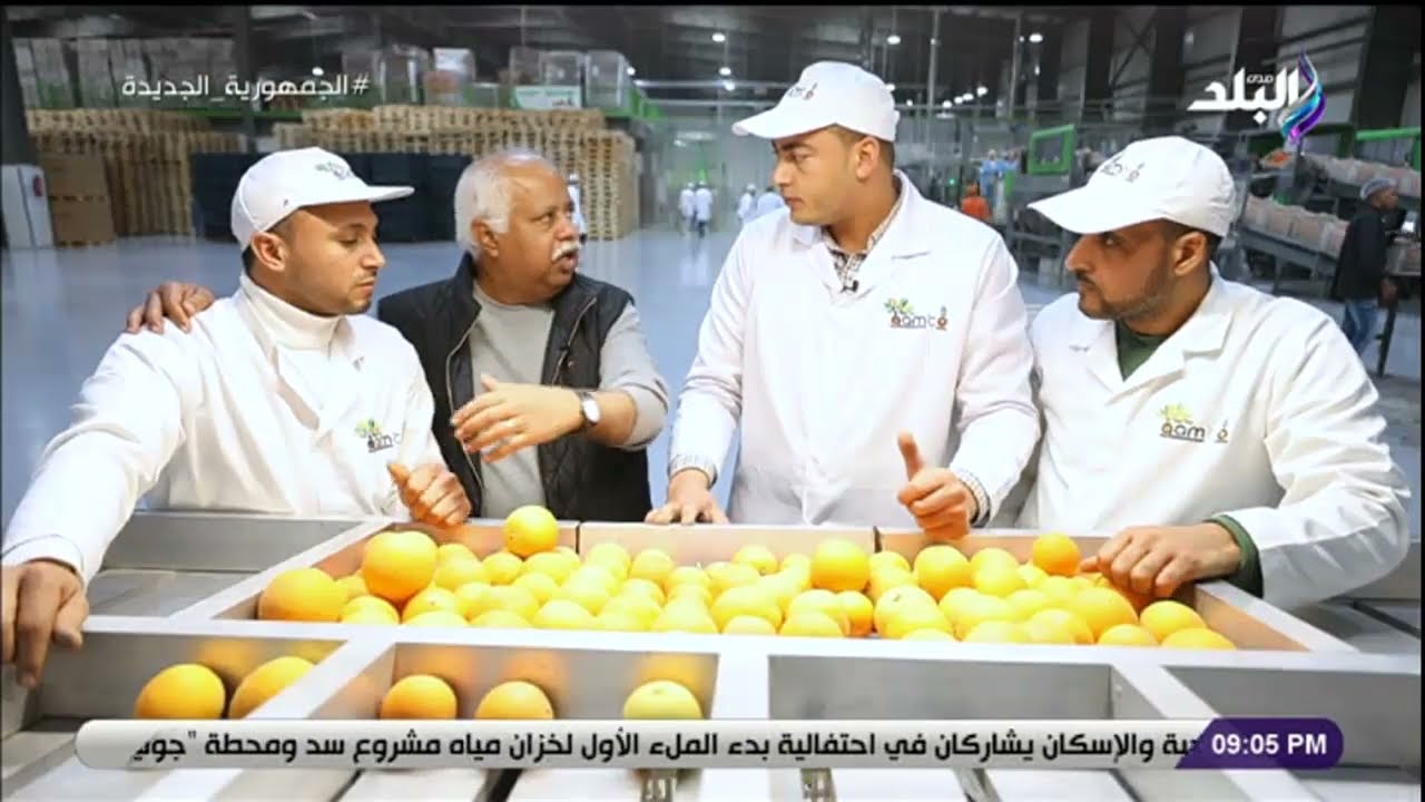 كيف يتم فحص البرتقال من العيوب قبل التصدير