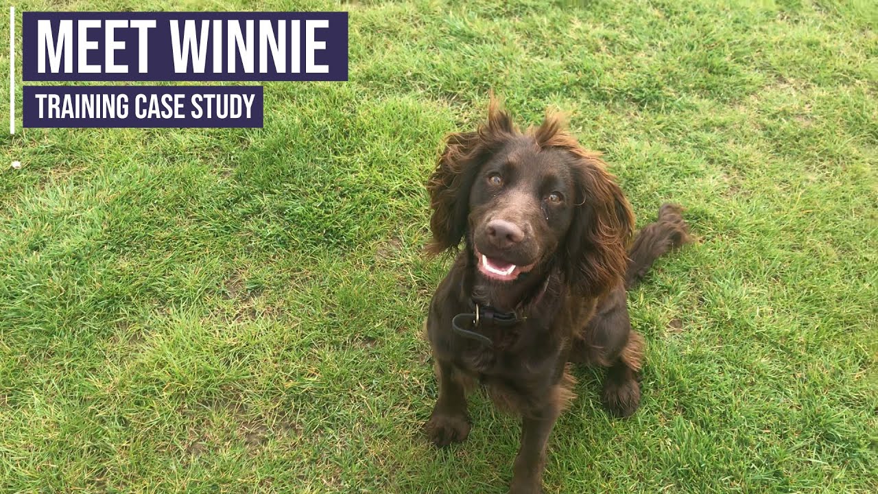 Obedience training for a working Cocker Spaniel puppy